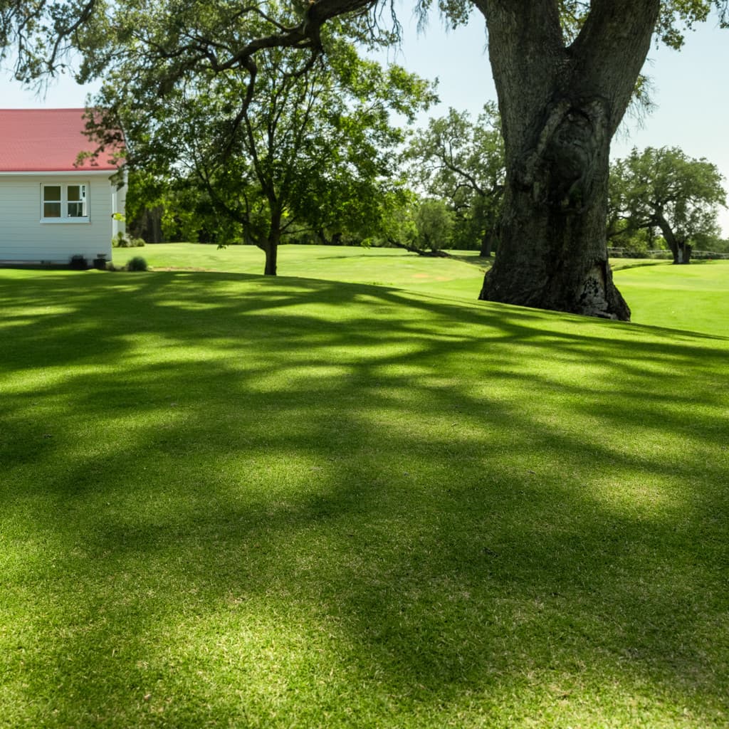 Emerald Zoysia sod