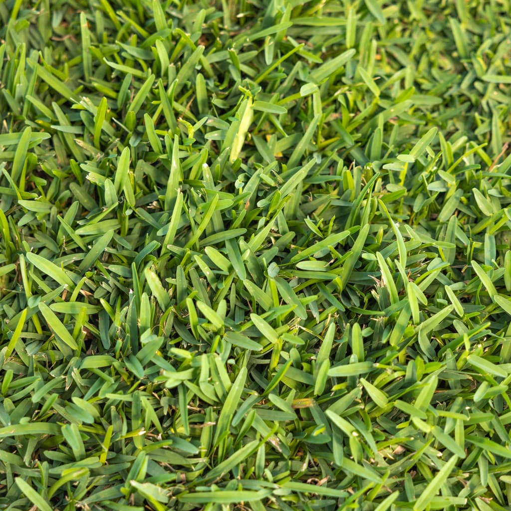 Floratam St. Augustine sod
