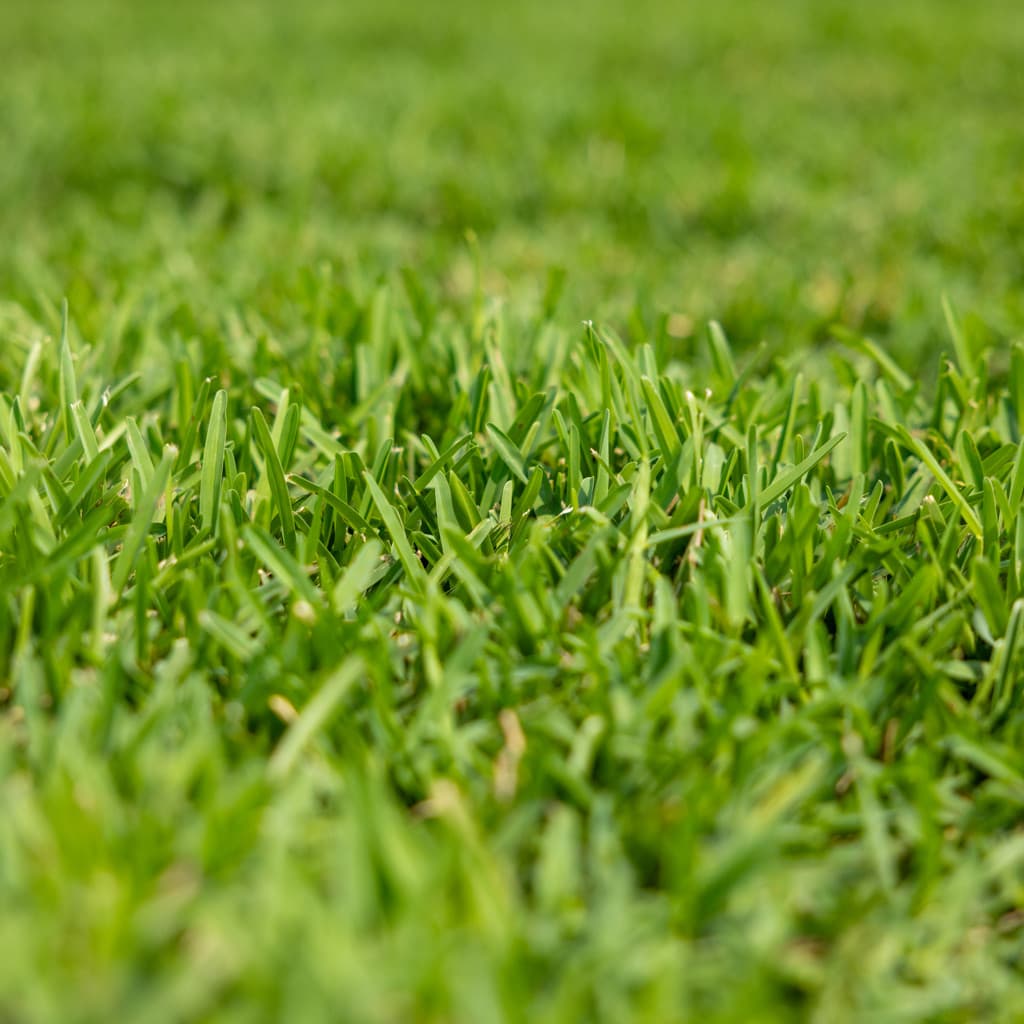 ProVista St. Augustine sod