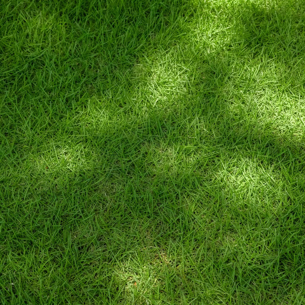 Zenith Zoysia sod